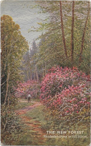 Rhododendron F
