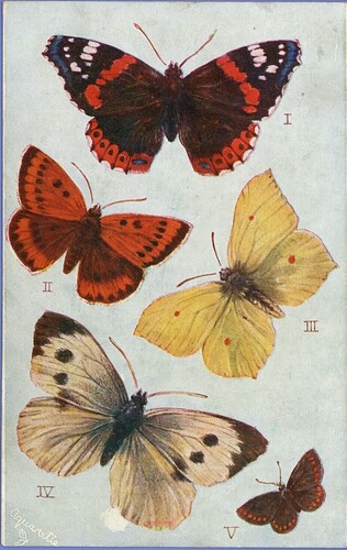 HEC Butterflies F